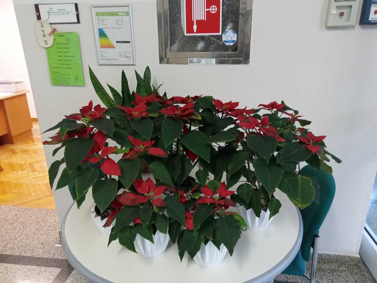 Weihnachtsstern